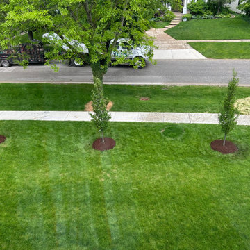 Regal Prince® Oak