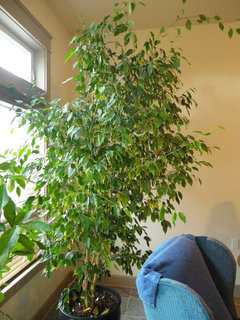 Fake Ficus Tree - Still in style?