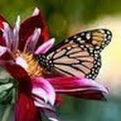 Inbal Yassur's photo