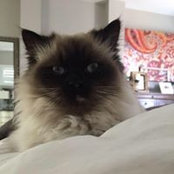 Janis Petrini's photo