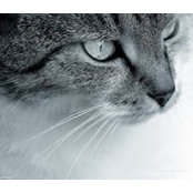 Ilka Silvera's photo