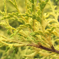Current Featured Plants - Products