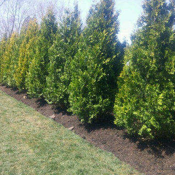 Tinton Falls, NJ - French Drain Install & Golden Peabody Arborvitaes