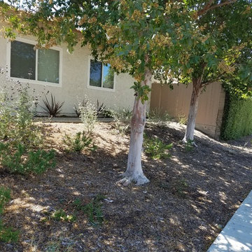 Irvine Front Yard