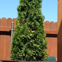 trees
