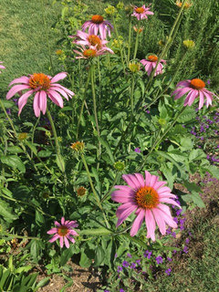 echinacea leaves curling