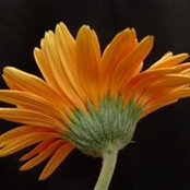 Anne Wieder's photo