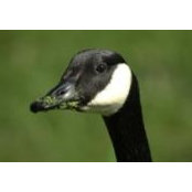 Rob ODonnell's photo