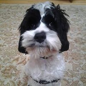 Alyson Levine's photo