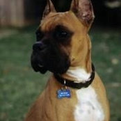 Christopher Wickham's photo