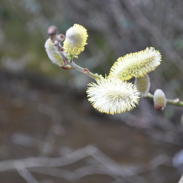 Fiori da giardino