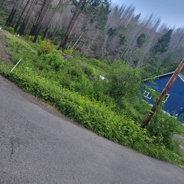 Tree Services