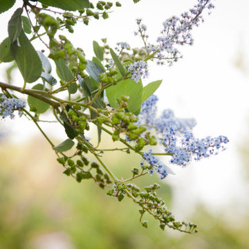 Rare California Lilac