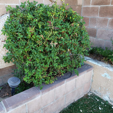 Backyard clean up and remodel