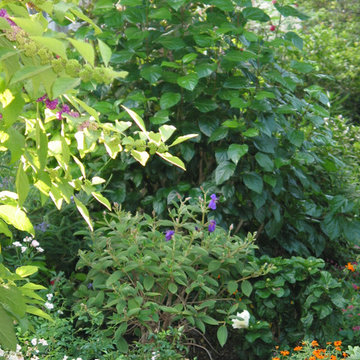 Zero Lawn Xeriscape