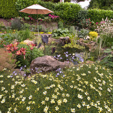 pond