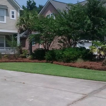 Pine Straw Landscape