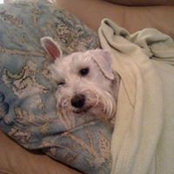 Phelps Thepuppy's photo
