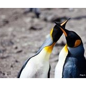 Ping Chen's photo