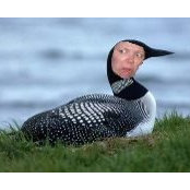 Hafdís Eyjólfsdóttirs foto