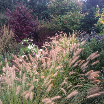 Meadow Planting, Westport CT