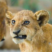 Diana Walsh's photo