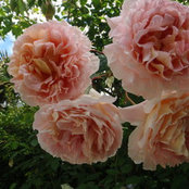 Foto von gardengirlnz