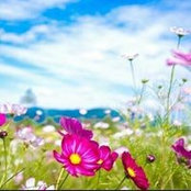 Diane Guinn's photo
