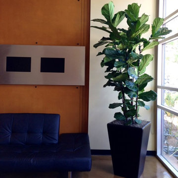 Interior Ex-Large Plants in Containers
