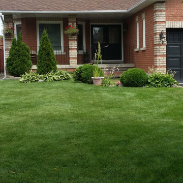 Turn a weed filled lawn into a lush carpet of green grass
