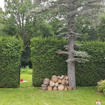 Cedar Trimming