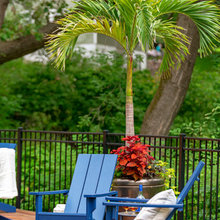 Plant Ideas For Final Landscape.