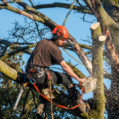 Ray Tree Maintenance