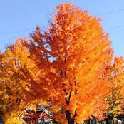 Helen Hoftiezer's photo