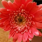 Sally Manning's photo