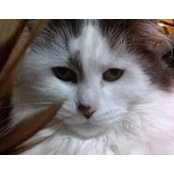 Foto de Cat Randall
