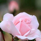 Lois Foster's photo