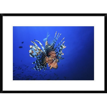 "Lionfish" Framed Digital Print by Barathieu Gabriel, 32x24"