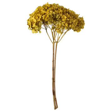 Natural Botanicals 15? Hydrangea With Multiple Branch Segments, Yellow, 15-18?