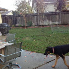 Backyard help