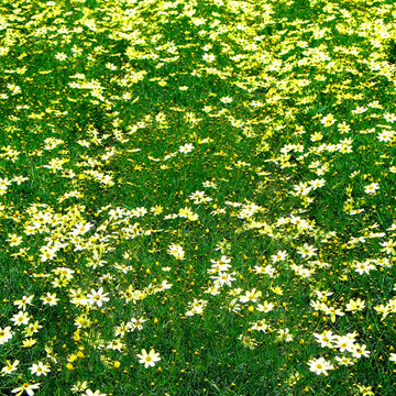 A Sea Of Coreopsis