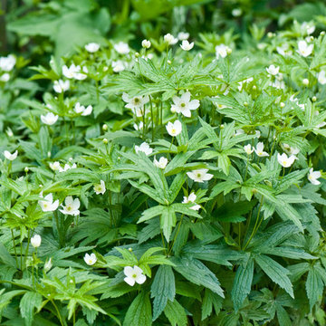 Anemone canadensis