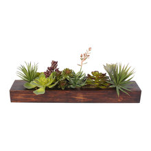 Plants