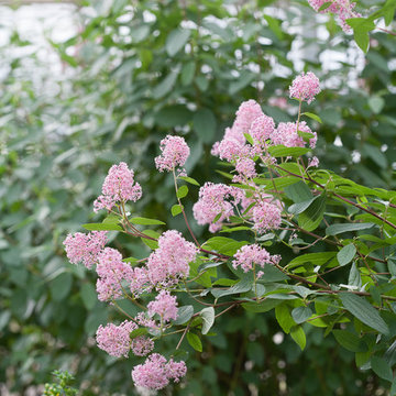 New Jersey Tea (Ceanothus)
