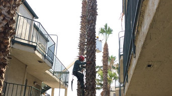 Palm Tree Trimming - San Diego 92114