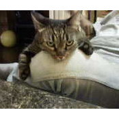 Alison Centrilla's photo
