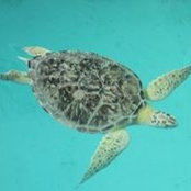 Dawn Hickerson's photo