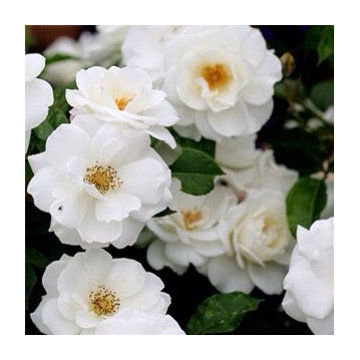 Escondido ~ home & garden