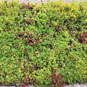 Central Library Green Roof - Halifax, NS