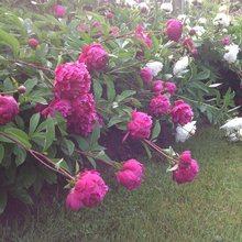 Shrubs and flowers